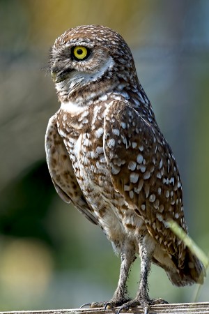 Burrowing Owl 1043